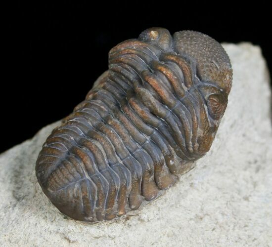 Small Phacops Trilobite From Foum Zguid #5753